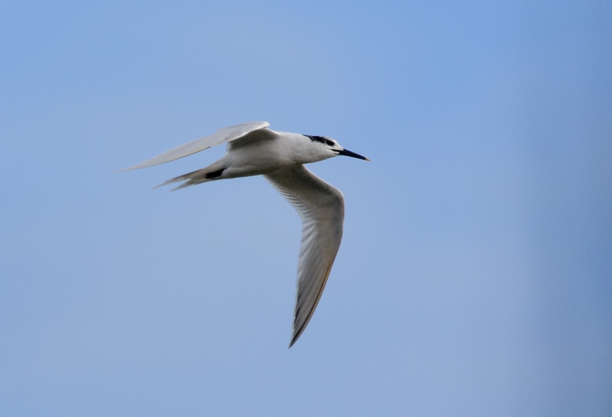 Brandseeschwalbe - ML647704381