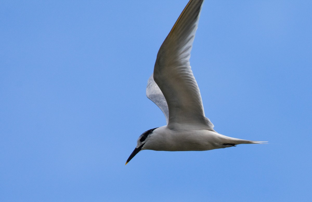 Brandseeschwalbe - ML647704383