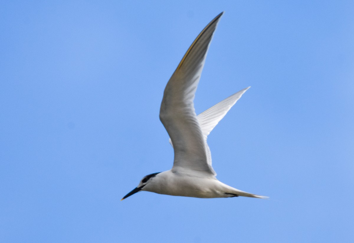 Brandseeschwalbe - ML647704384