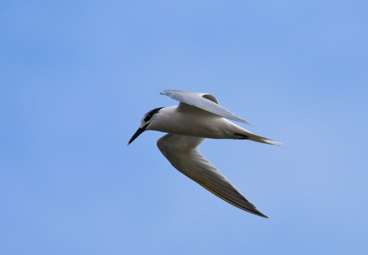 Brandseeschwalbe - ML647704385