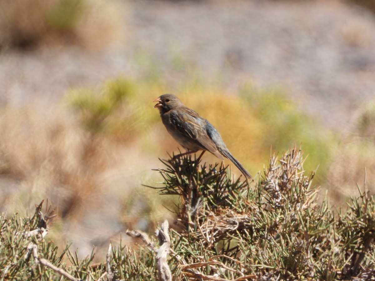 Strauchammertangare - ML647704386