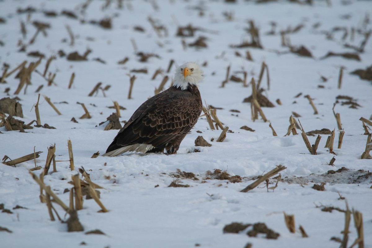 Weißkopf-Seeadler - ML647704389
