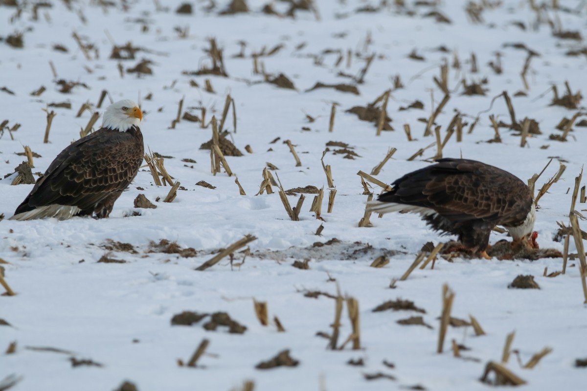 Weißkopf-Seeadler - ML647704390