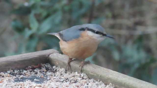 Повзик звичайний - ML647704391