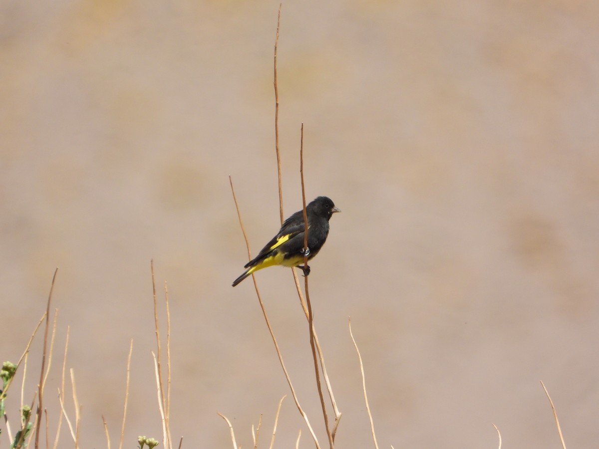 Black Siskin - ML647704398