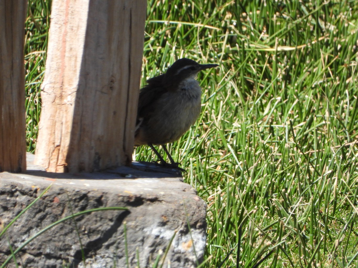 White-winged Cinclodes - ML647704433