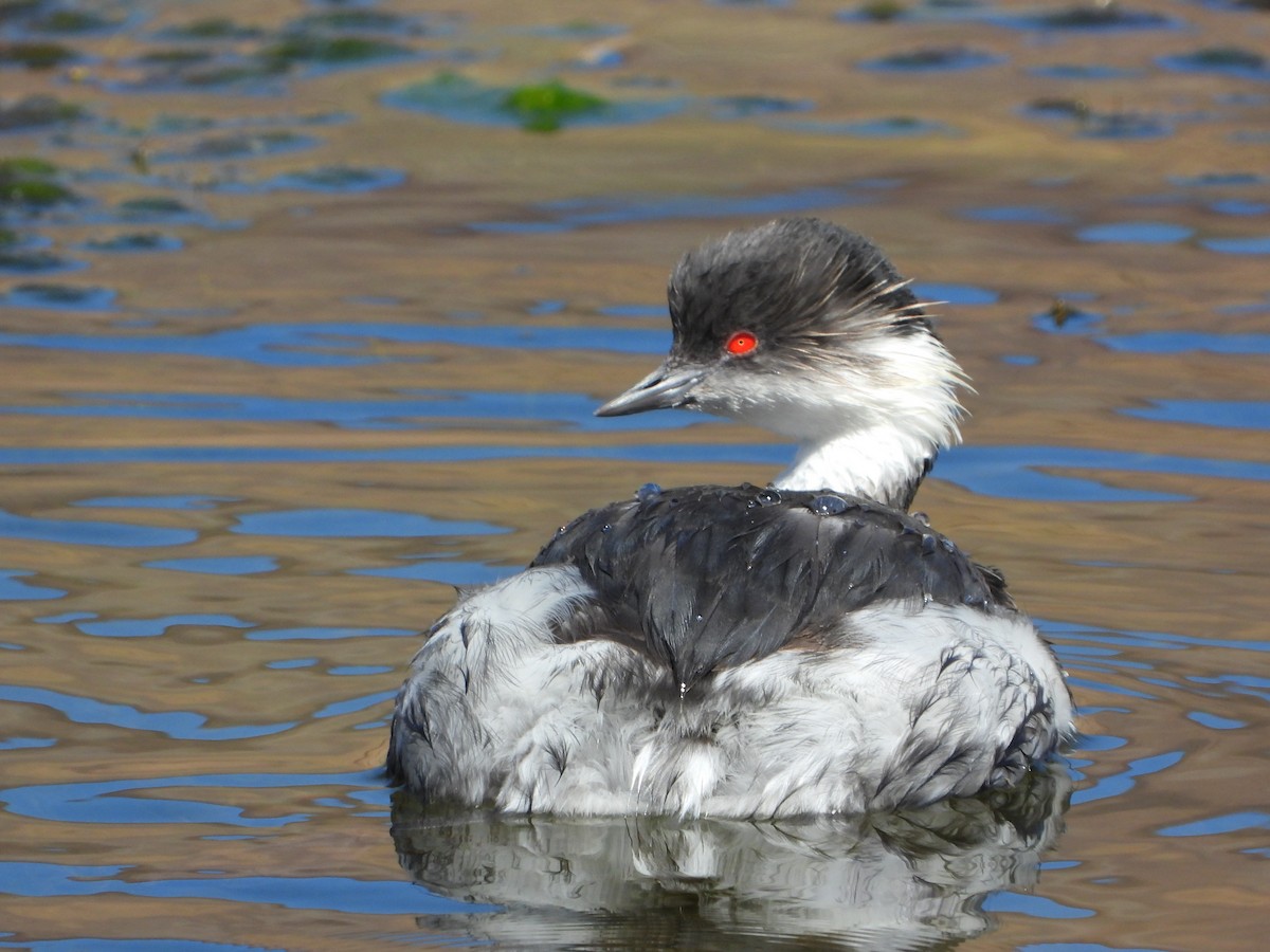 Silvery Grebe - ML647704464