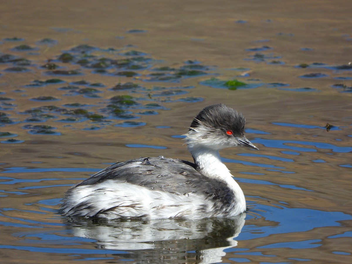 Silvery Grebe - ML647704465
