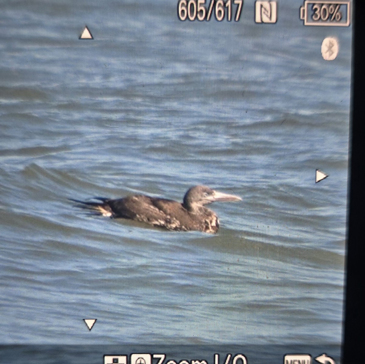 Alcatraz Atlántico - ML647704486