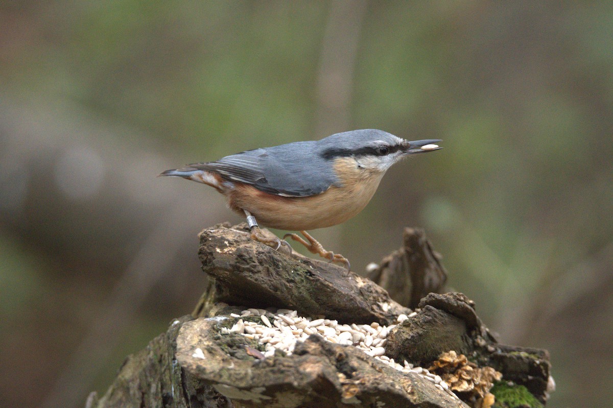 Sittelle torchepot (groupe europaea) - ML647704496