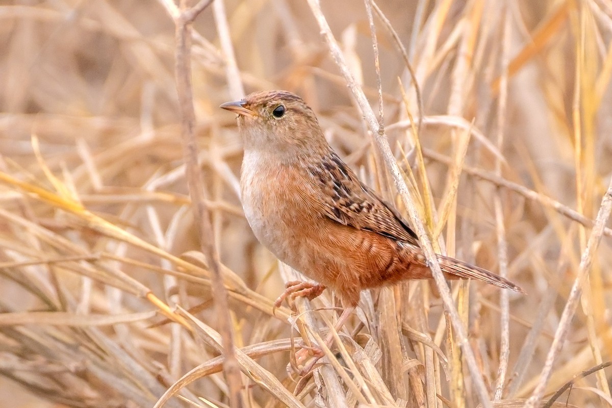 Sedge Wren - ML647704536