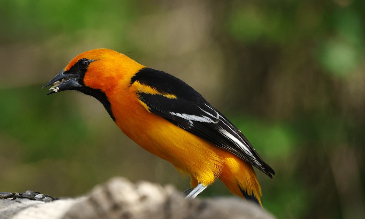 Altamira Oriole - ML647704539