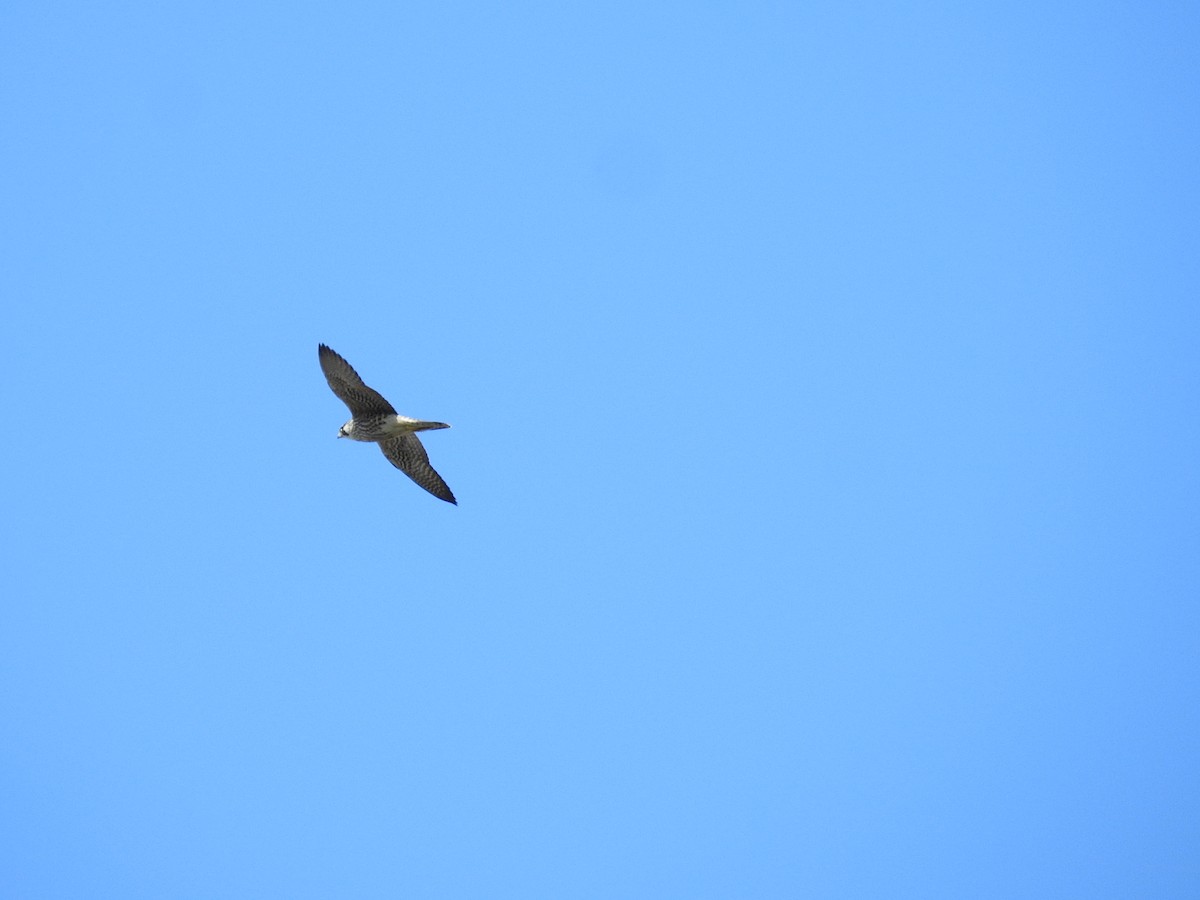 Peregrine Falcon - ML647704556