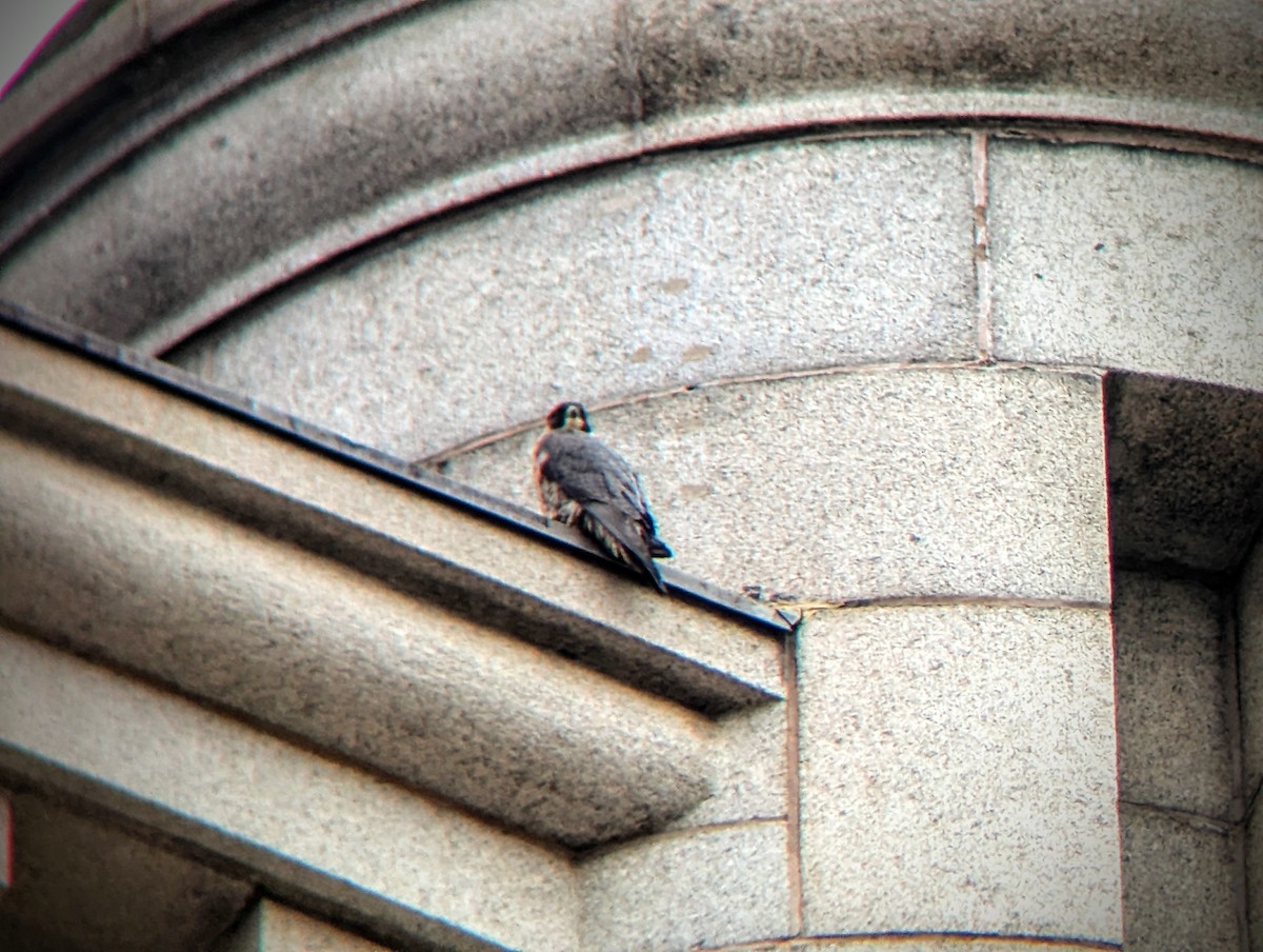 Peregrine Falcon - ML647704575