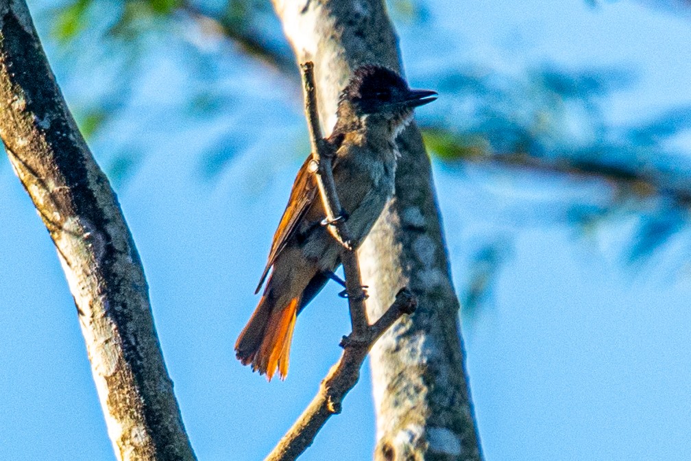 Tepeli Bekard - ML647704580