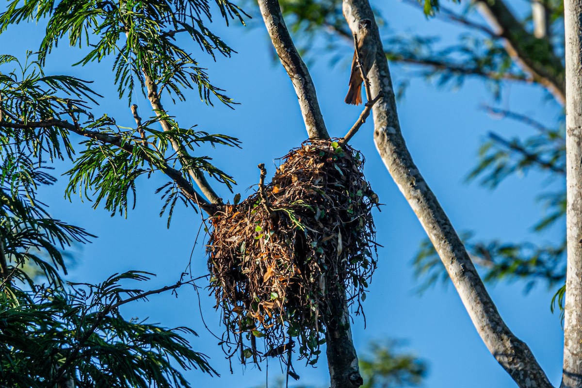 Tepeli Bekard - ML647704582