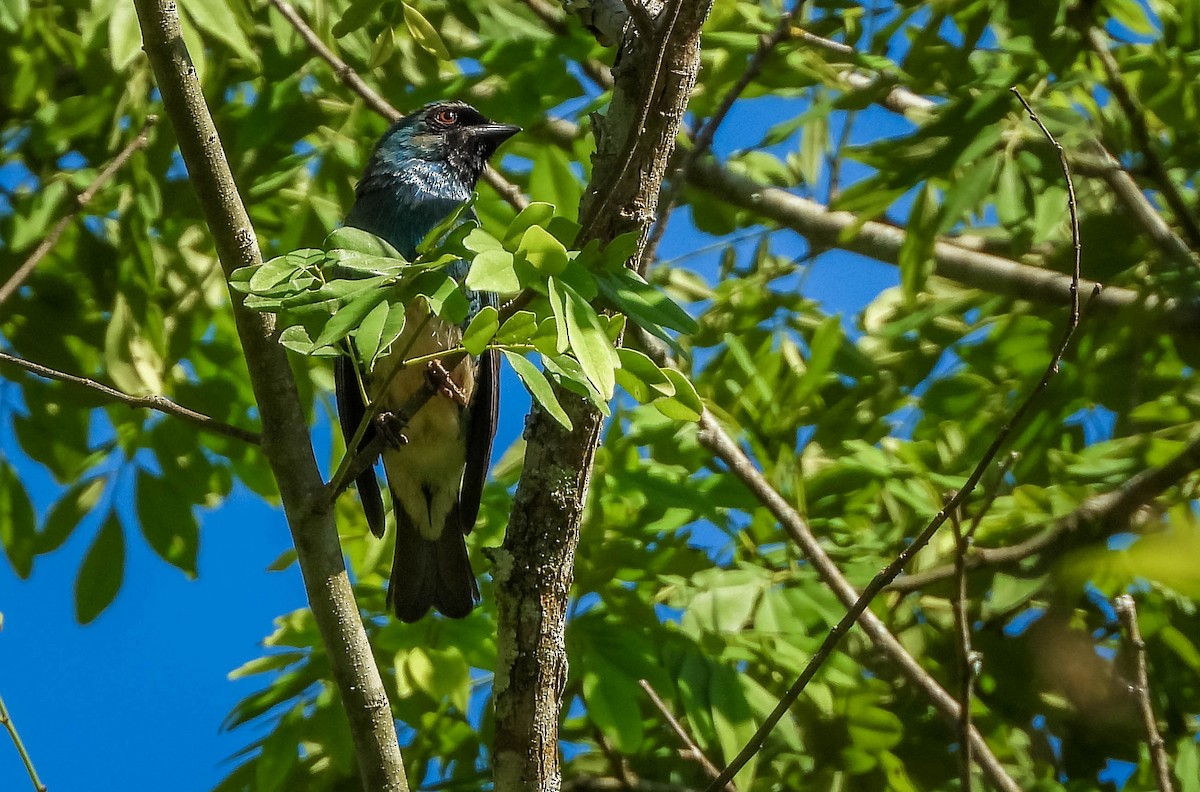 Swallow Tanager - ML647704585