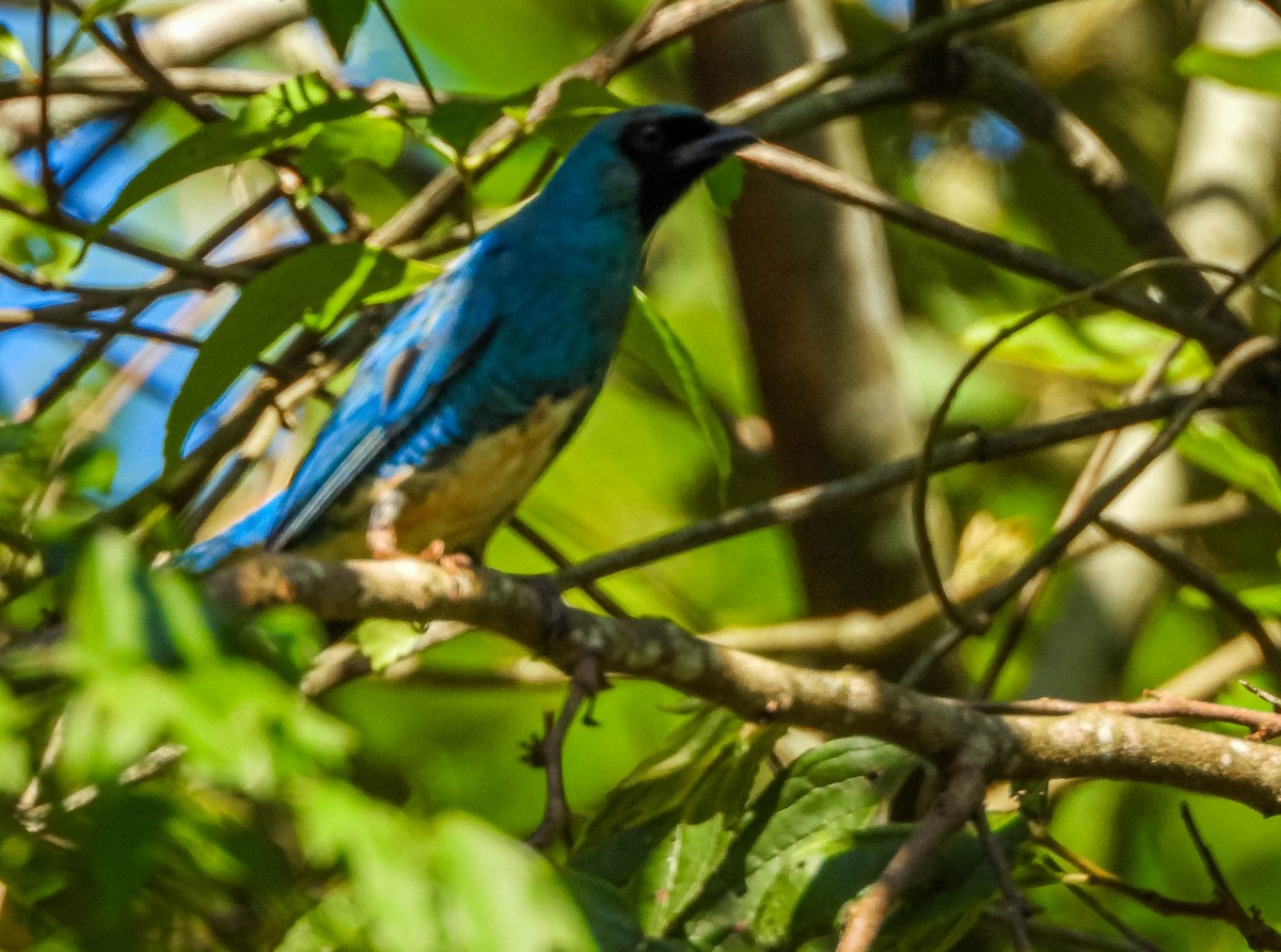 Swallow Tanager - ML647704586