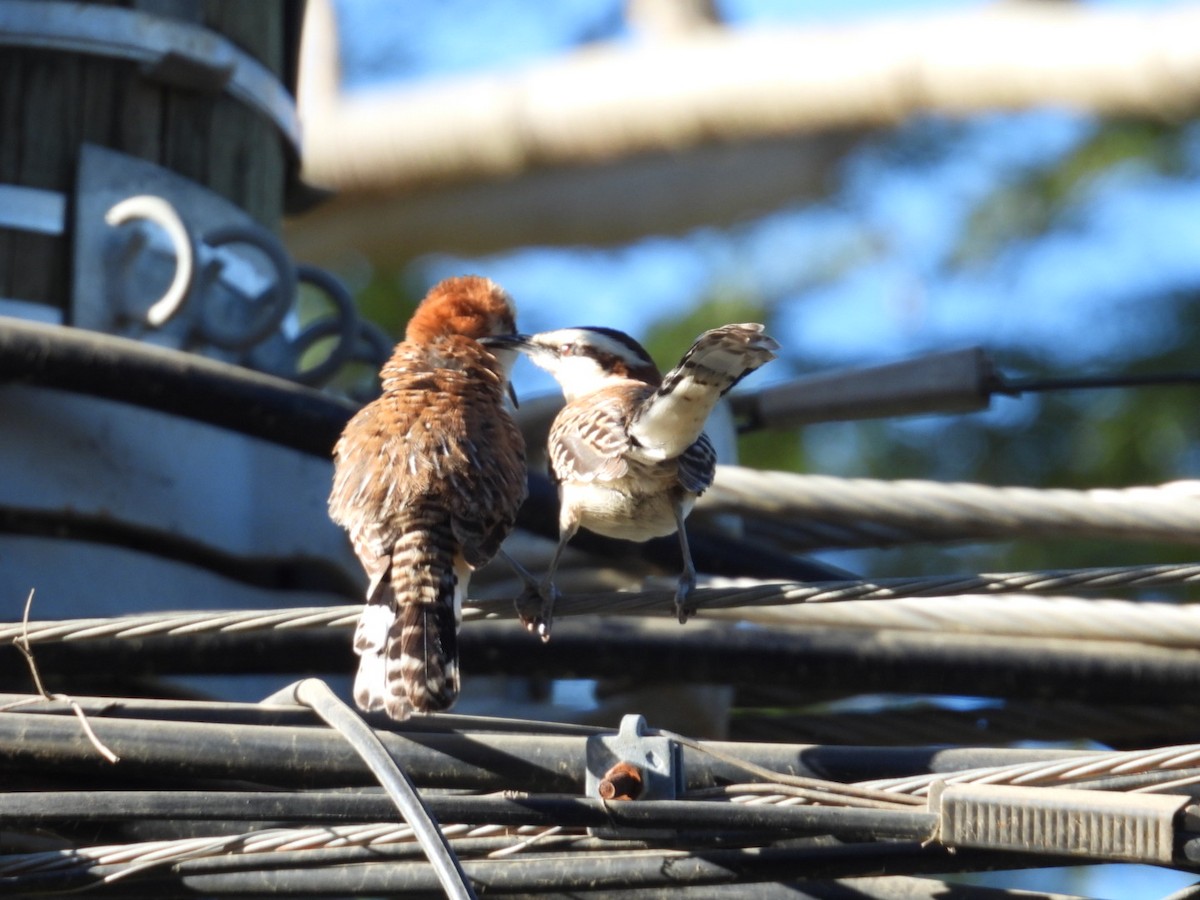Rufous-backed Wren - ML647704596