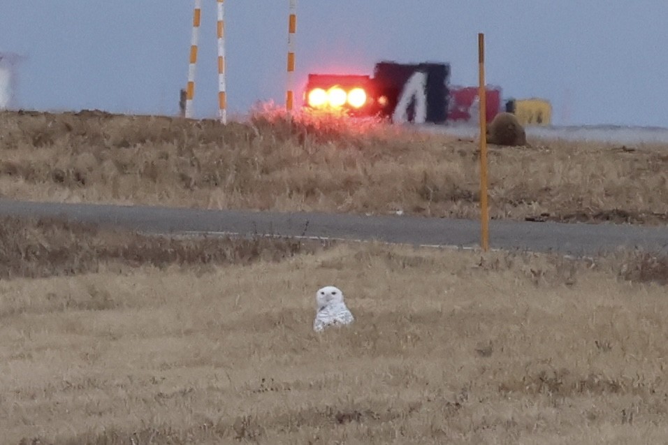 Snowy Owl - ML647704618