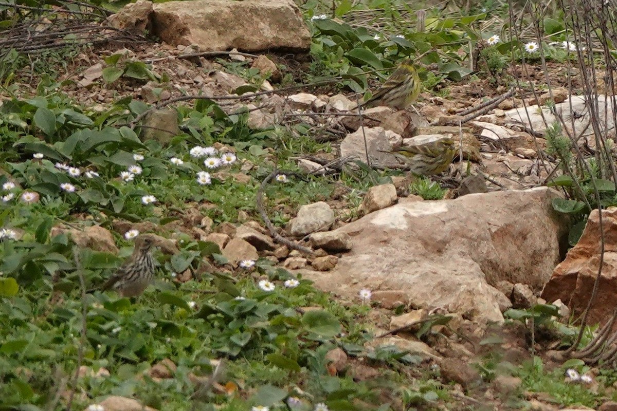 Girlitz - ML647704621