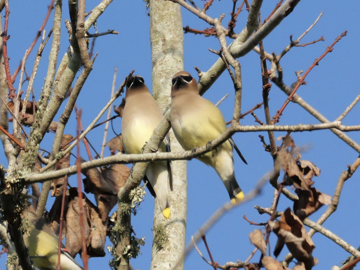 Cedar Waxwing - ML647704632