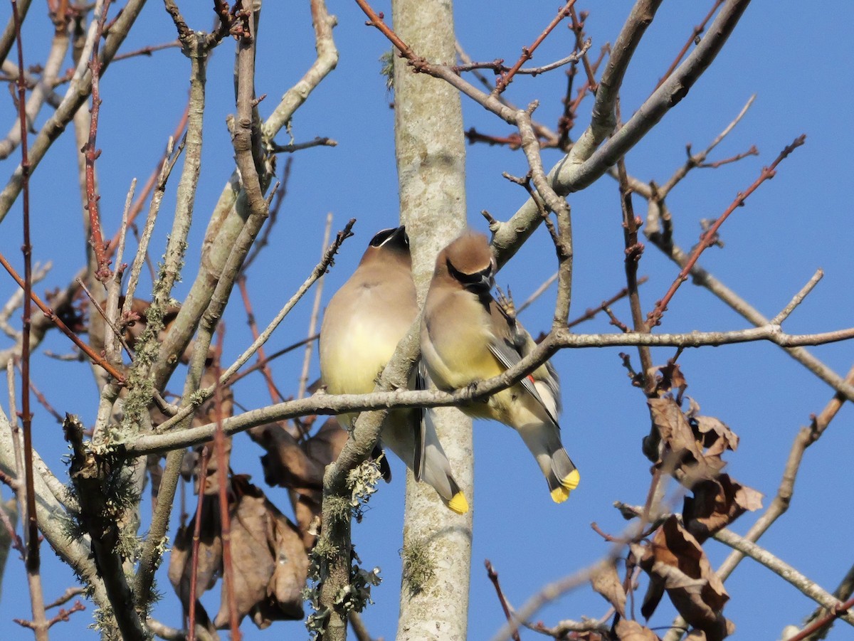 Cedar Waxwing - ML647704633