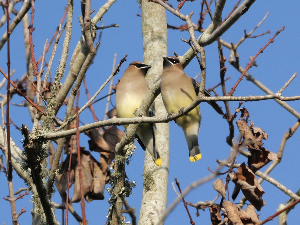 Cedar Waxwing - ML647704634