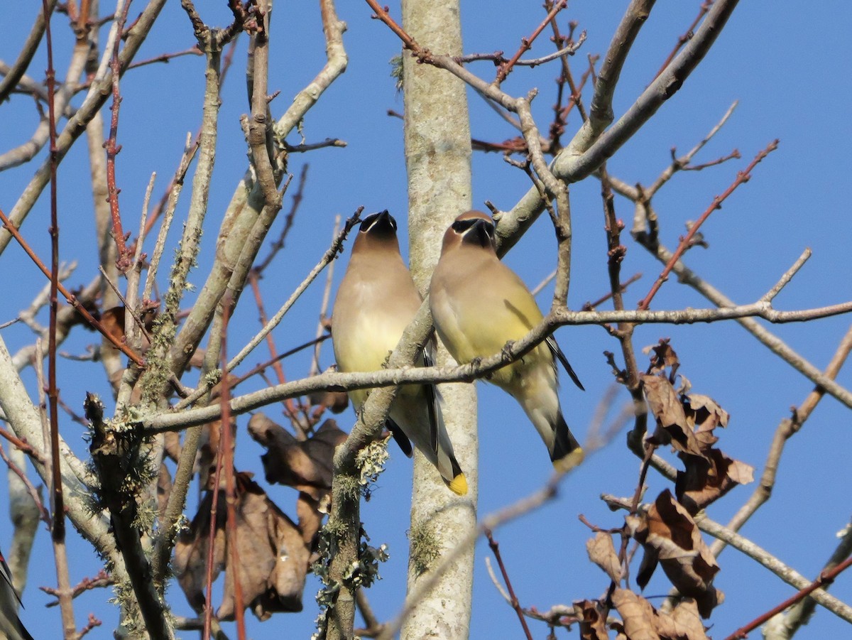Cedar Waxwing - ML647704635