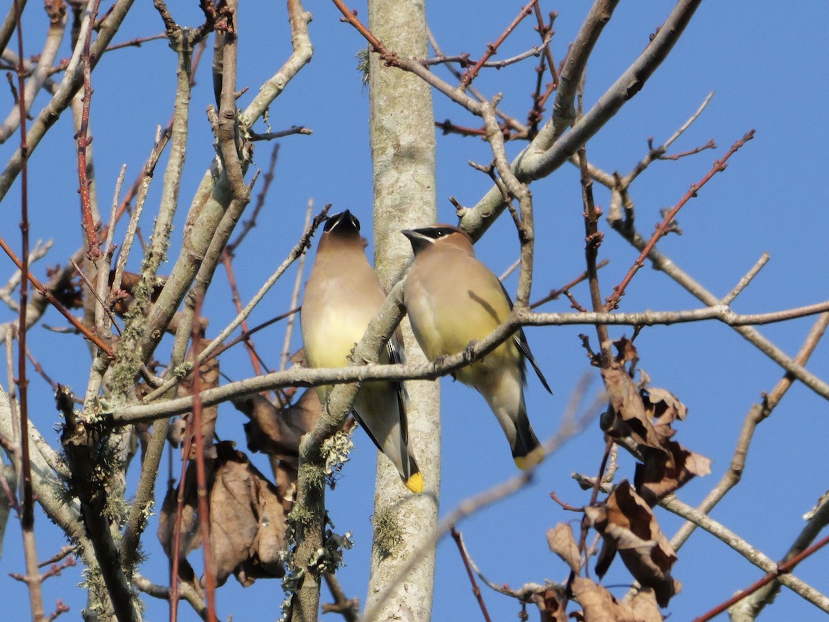 Cedar Waxwing - ML647704636