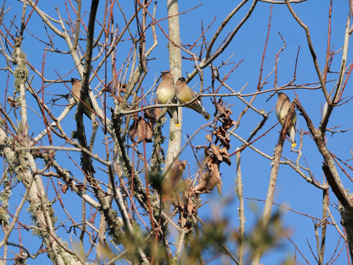 Cedar Waxwing - ML647704638