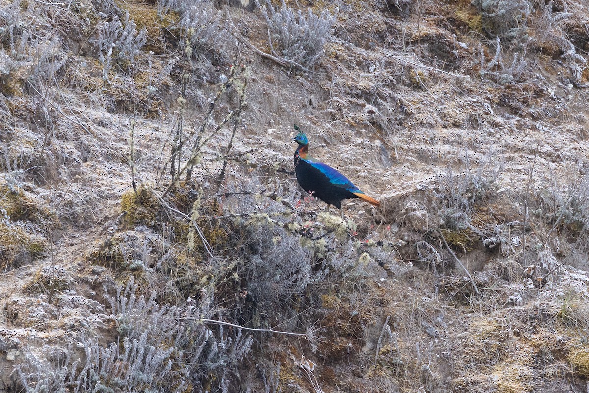 Himalayan Monal - ML647704674