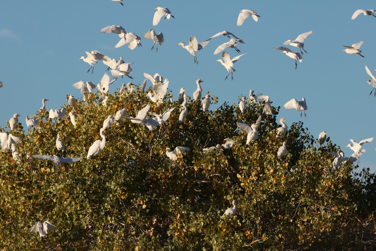 Great Egret - ML647704687