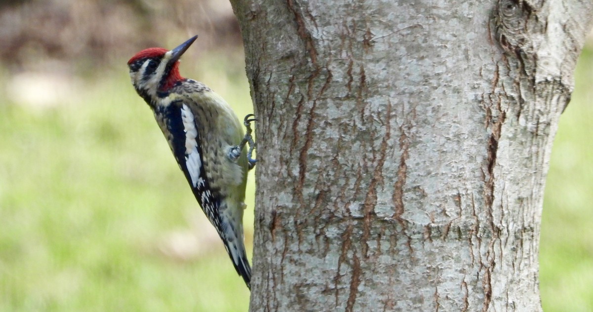 Yellow-bellied Sapsucker - ML647704688