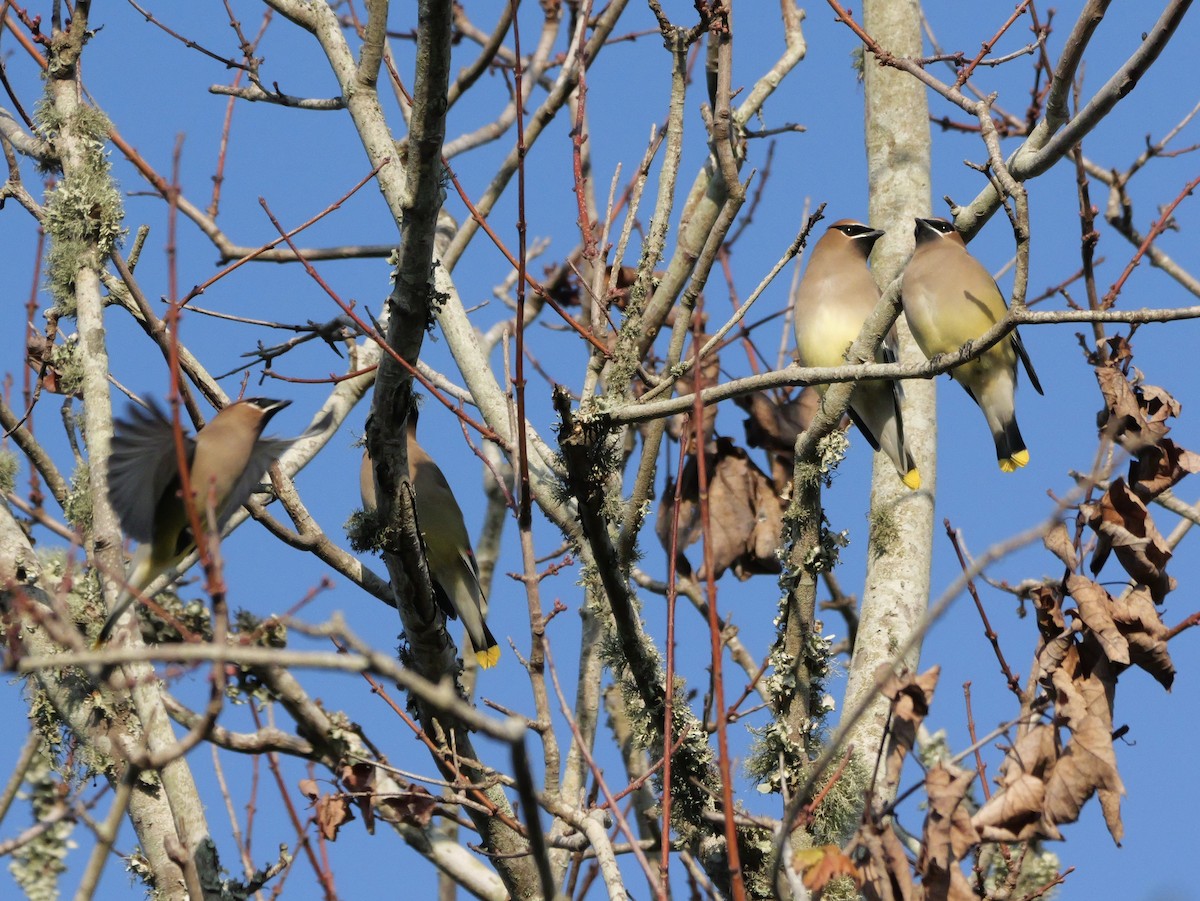 Cedar Waxwing - ML647704691