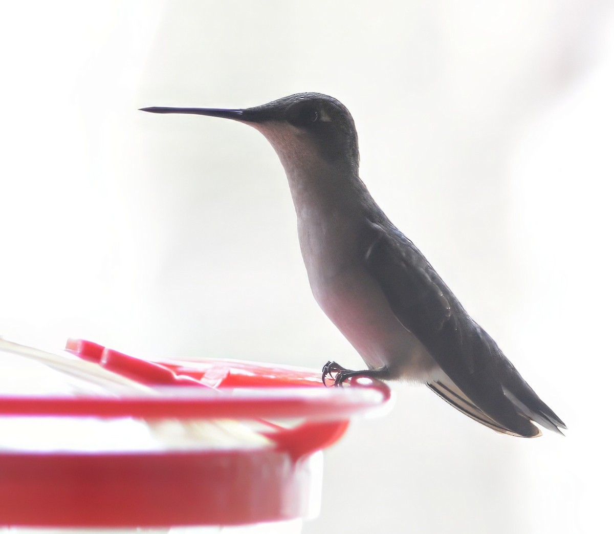 Ruby-throated Hummingbird - ML647704697