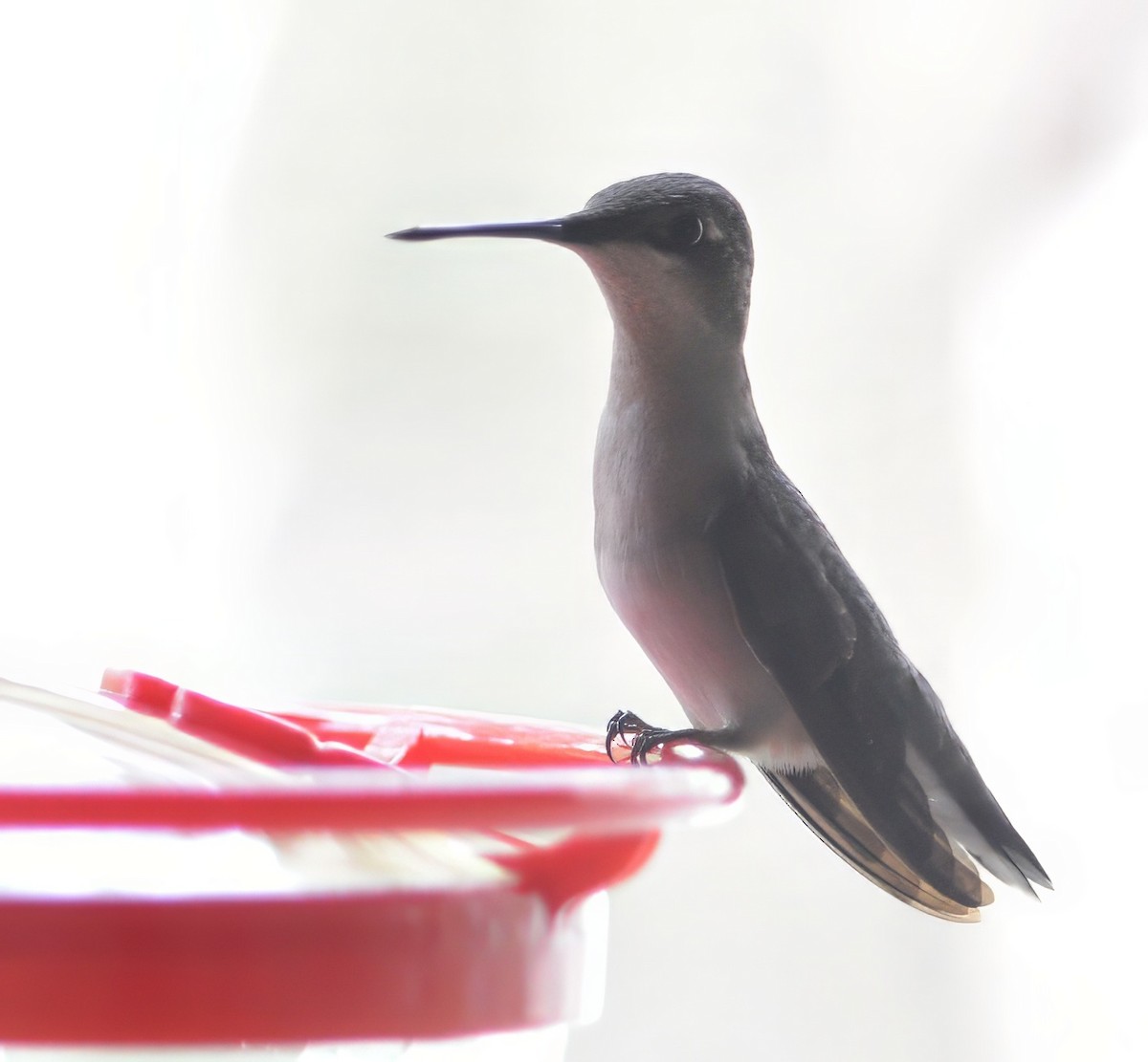 Ruby-throated Hummingbird - ML647704702