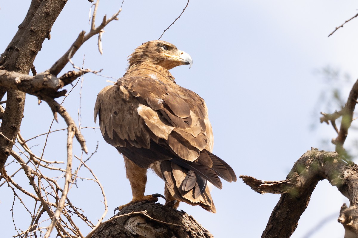 Savannenadler - ML647704703