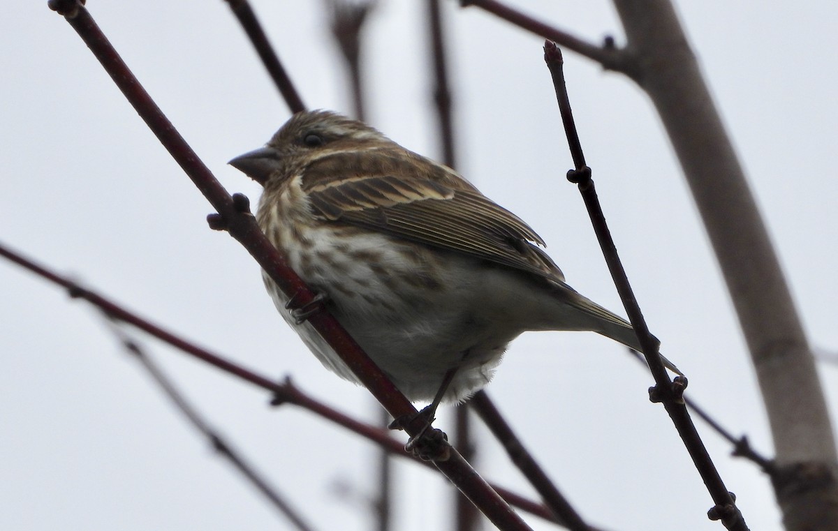 Purple Finch - ML647704708