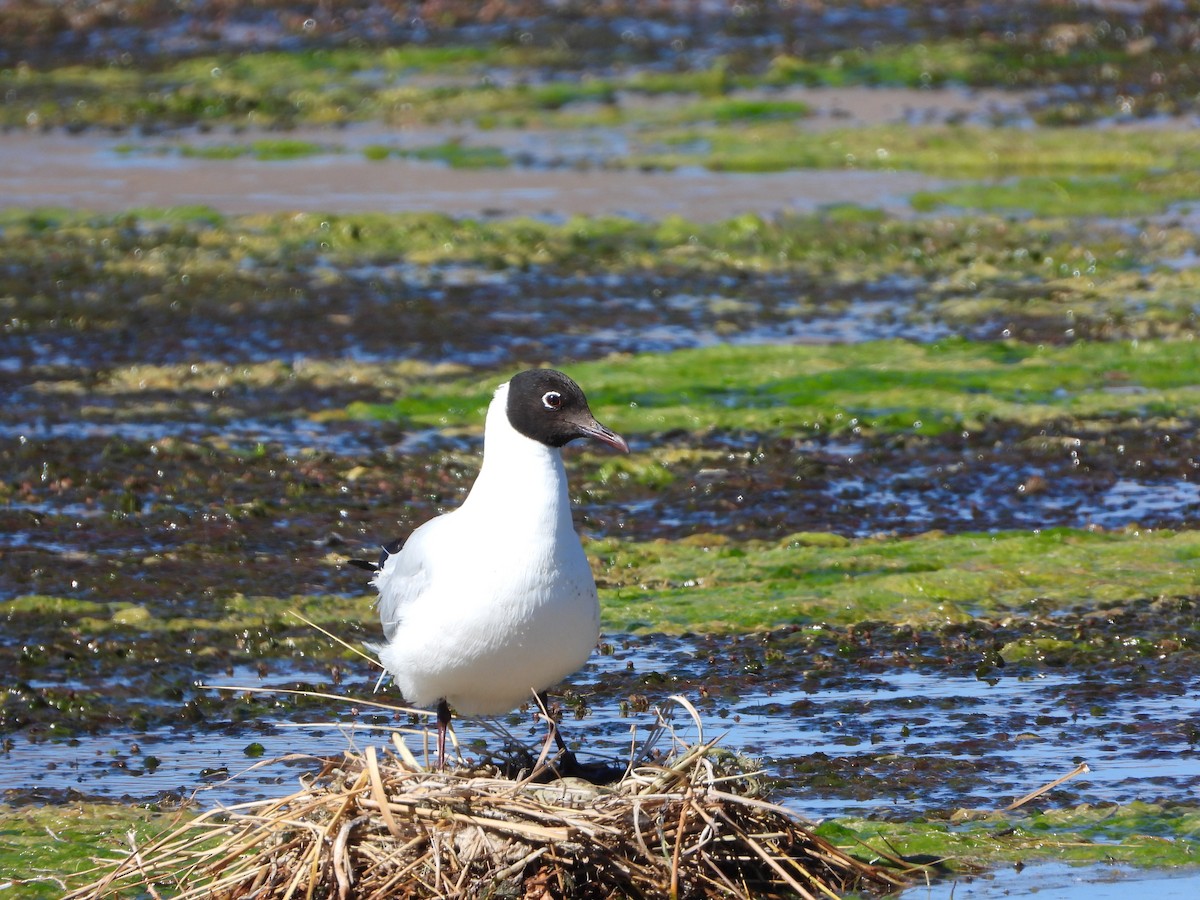 Andean Gull - ML647704709