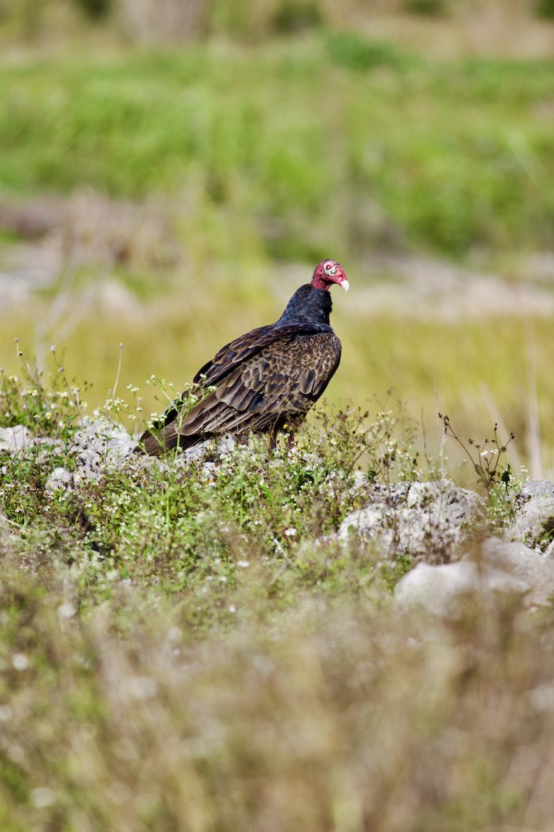 Turkey Vulture - ML647704715