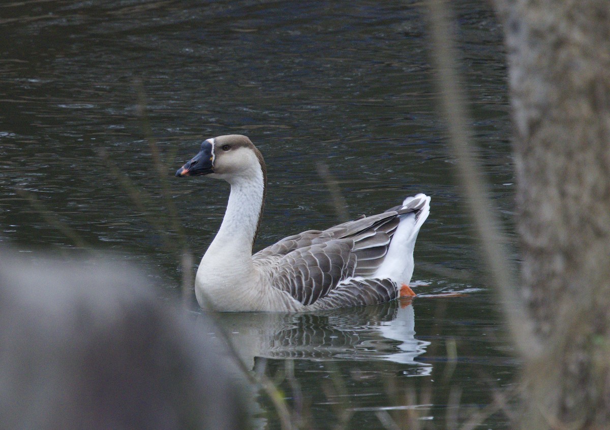 Гуска китайська (свійська) - ML647704723