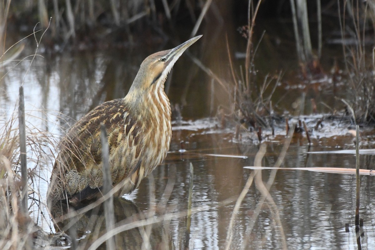 American Bittern - ML647704724