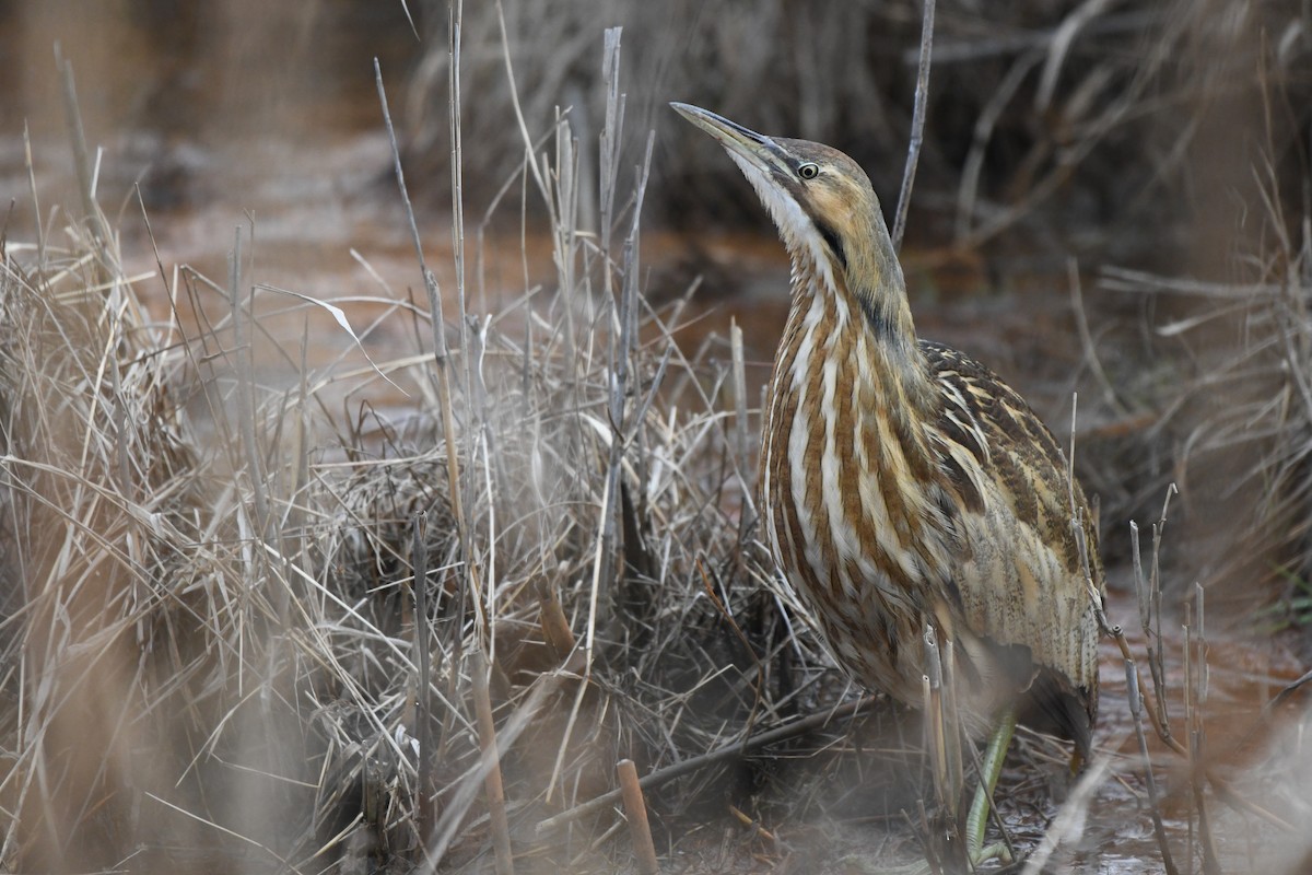 American Bittern - ML647704726