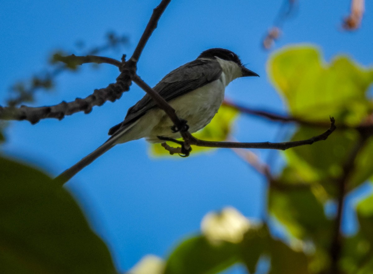 Fork-tailed Flycatcher (savana) - ML647704727