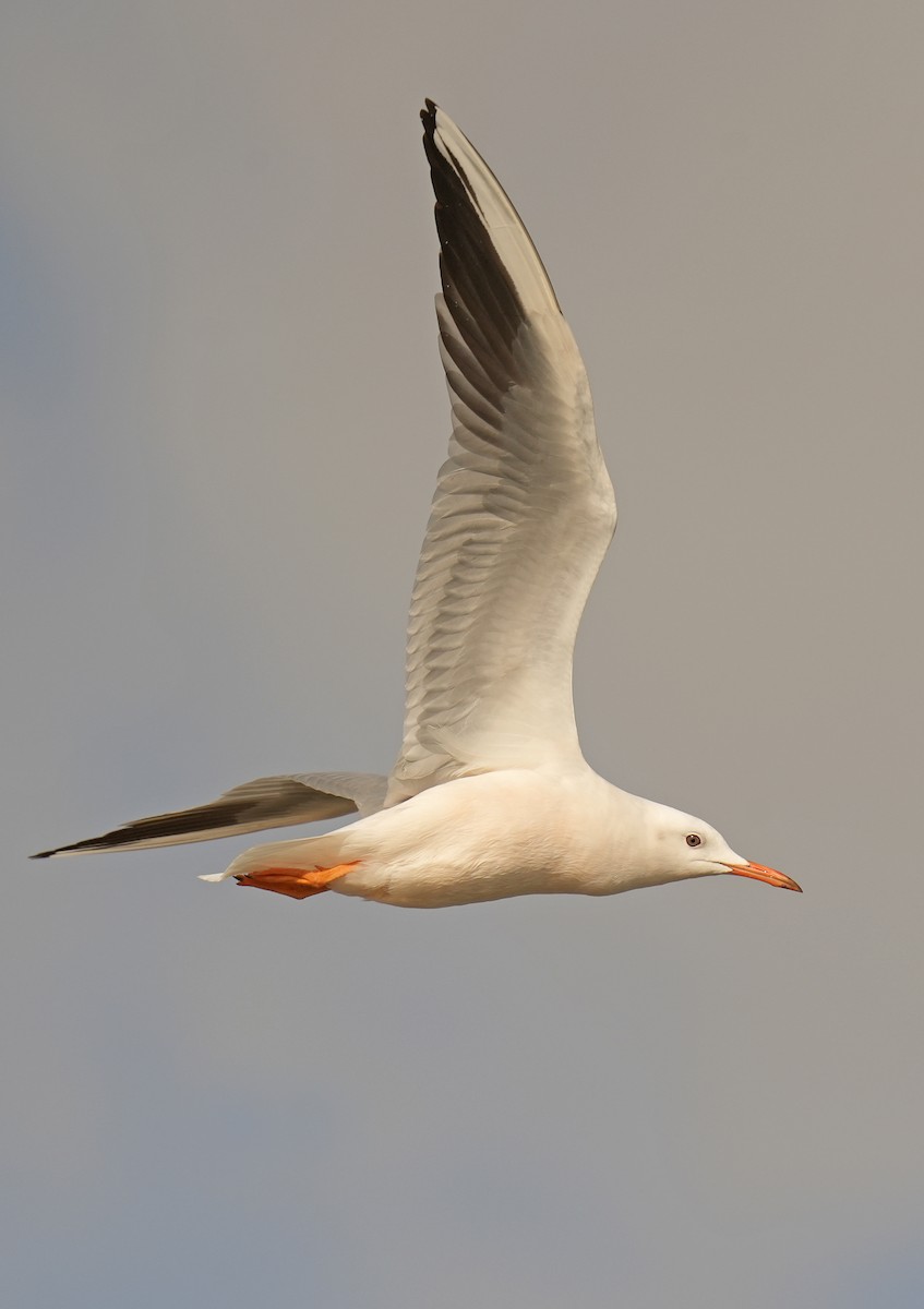 Slender-billed Gull - ML647704728