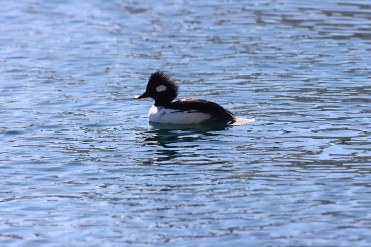 Bufflehead x Hooded Merganser (hybrid) - ML647704731