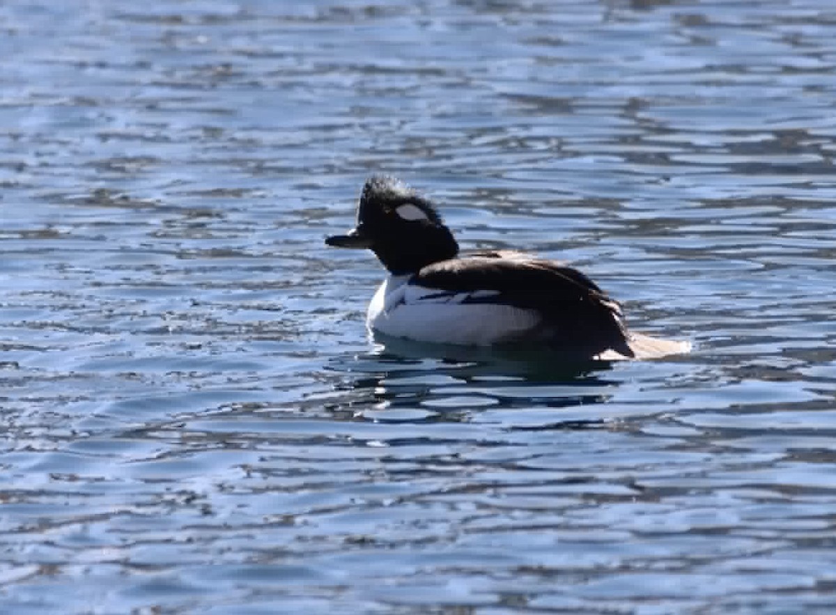 Bufflehead x Hooded Merganser (hybrid) - ML647704733