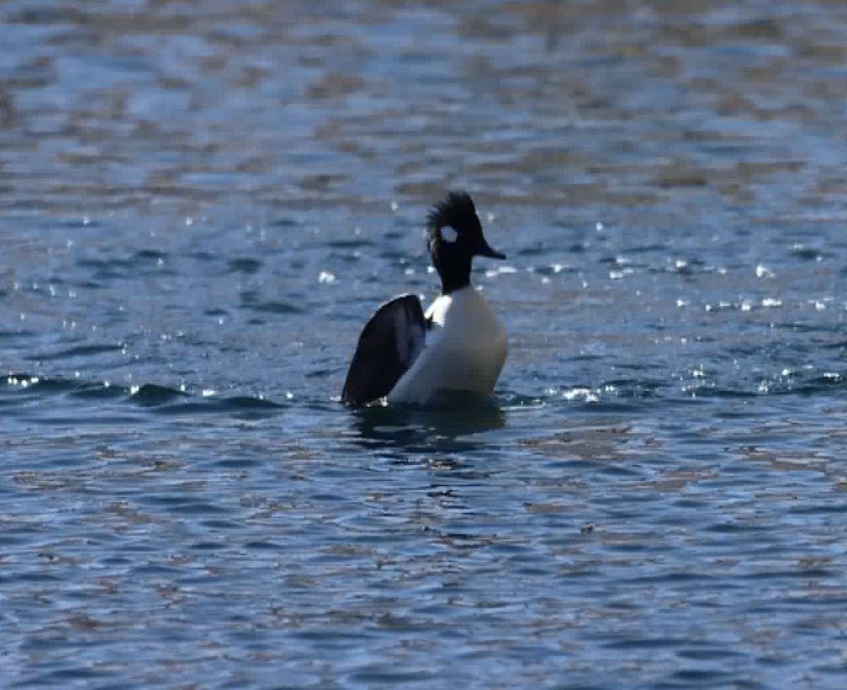 Bufflehead x Hooded Merganser (hybrid) - ML647704734