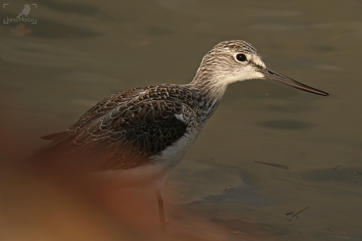 Common Greenshank - ML647704735